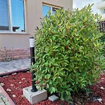 Sidef Mamaia Nord Se Inchiriaza Integral * Нэводари